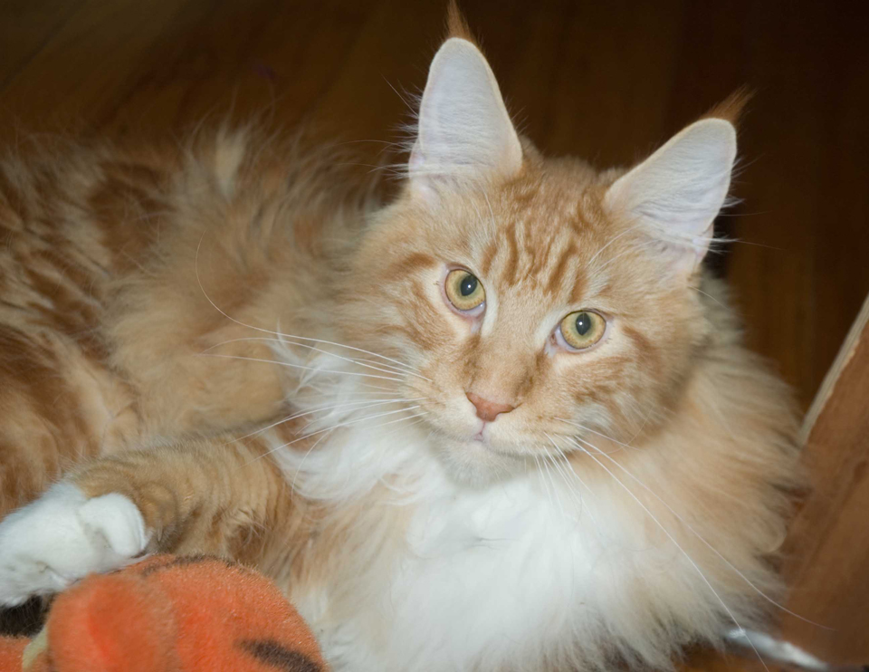 Ziggy and his friend